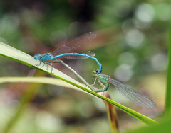 Paracercion plagiosum