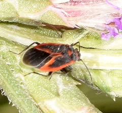 Melacoryphus admirabilis