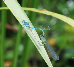 Paracercion plagiosum