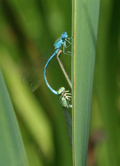 Paracercion plagiosum