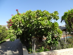 Plumeria obtusa