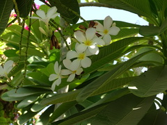 Plumeria obtusa