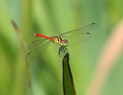 Sympetrum kunckeli