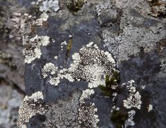 Dimelaena