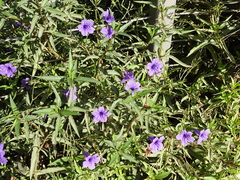 Ruellia squarrosa