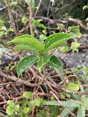 Scepocarpus trinervis