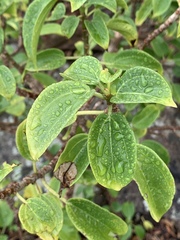 Scepocarpus trinervis