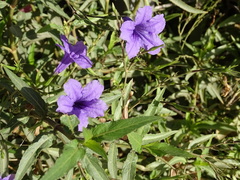 Ruellia squarrosa
