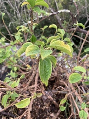 Scepocarpus trinervis