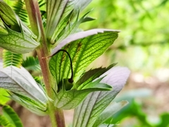 Acanthus leucostachyus