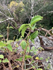 Scepocarpus trinervis