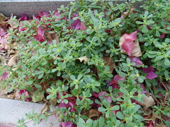 Portulaca oleracea