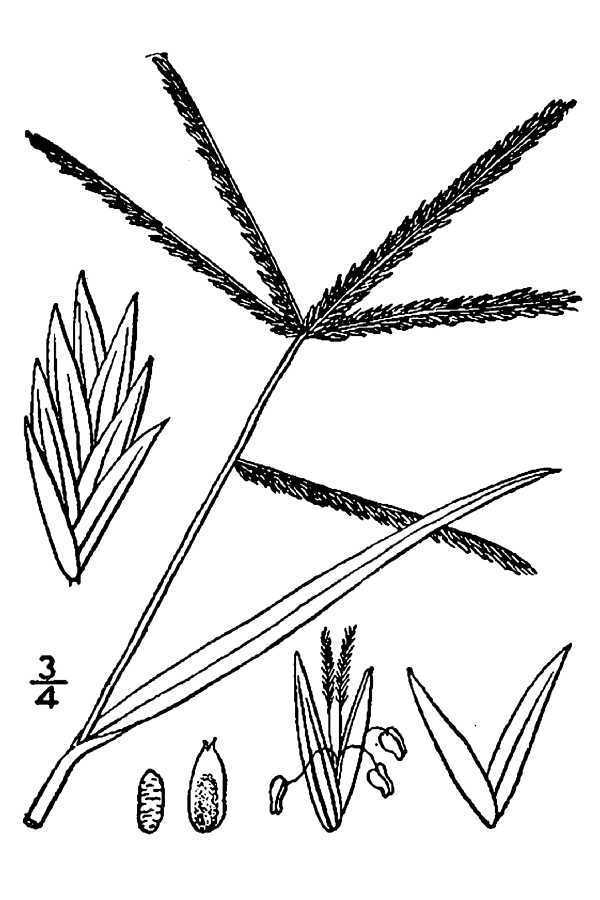 Eleusine indica - Wikipedia