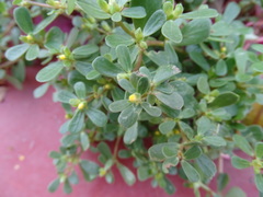 Portulaca oleracea