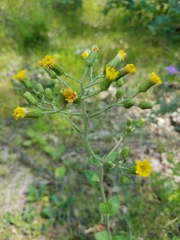 Hieracium scabrum