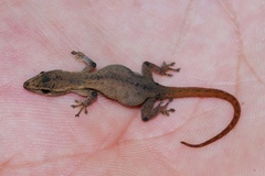 Lygodactylus grotei