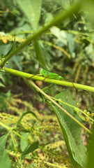 Orchelimum pulchellum