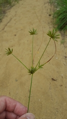 Cyperus grayi