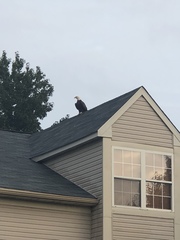 Haliaeetus leucocephalus