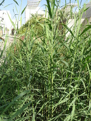 Phragmites australis
