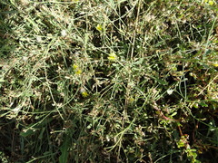 Launaea