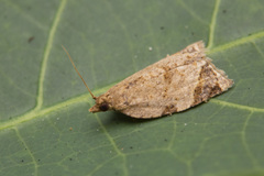Neocalyptis affinisana