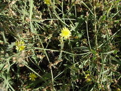 Launaea