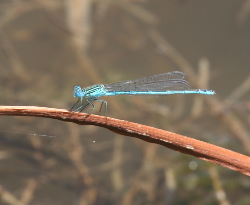 Paracercion plagiosum