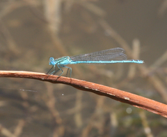 Paracercion plagiosum