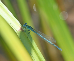 Paracercion plagiosum