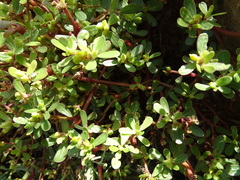 Portulaca oleracea