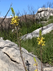 Bulbine cepacea