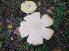 Amanita