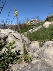 Bulbine cepacea
