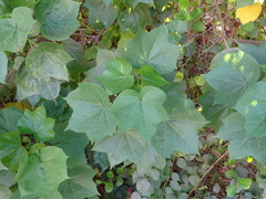 Gossypium