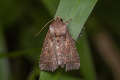 Spodoptera pecten