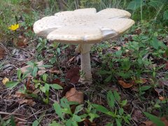 Amanita