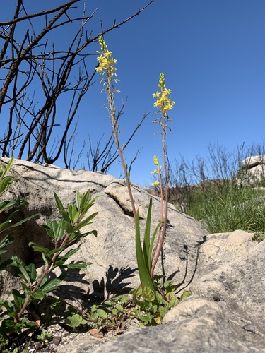Bulbine cepacea (Burm.f.) Wijnands