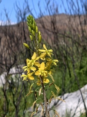 Bulbine cepacea