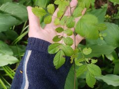 Rosa multiflora
