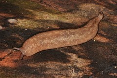 Philomycus flexuolaris