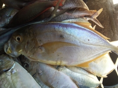 Caranx bartholomaei