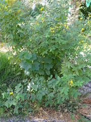 Senna occidentalis