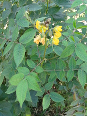 Senna occidentalis