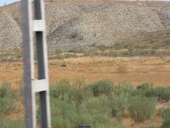 Macrochloa tenacissima