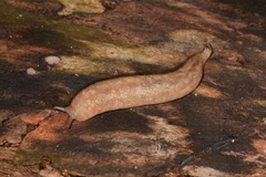 Philomycus flexuolaris