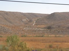 Macrochloa tenacissima