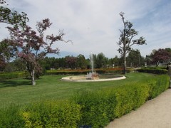 Magnolia grandiflora