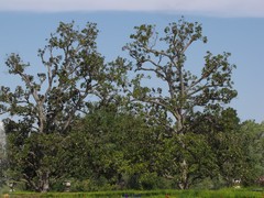 Magnolia grandiflora