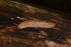 Philomycus flexuolaris